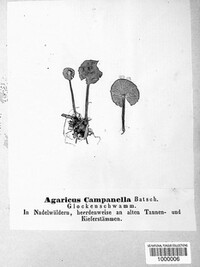 Xeromphalina campanella image